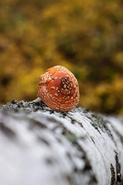 Fly agaric stands next to birch trunk in the forest