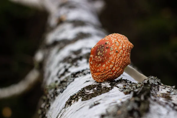 Fly agaric stands next to birch trunk in the forest