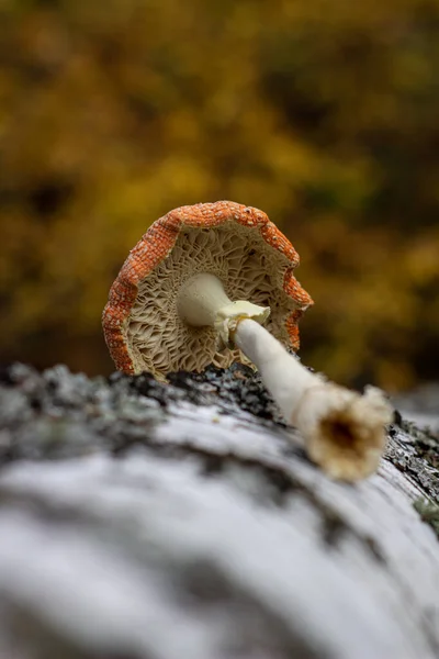 Fly agaric fica ao lado de tronco de bétula na floresta — Fotografia de Stock