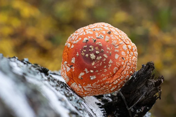 Fly agaric stands next to birch trunk in the forest — Stock Photo, Image