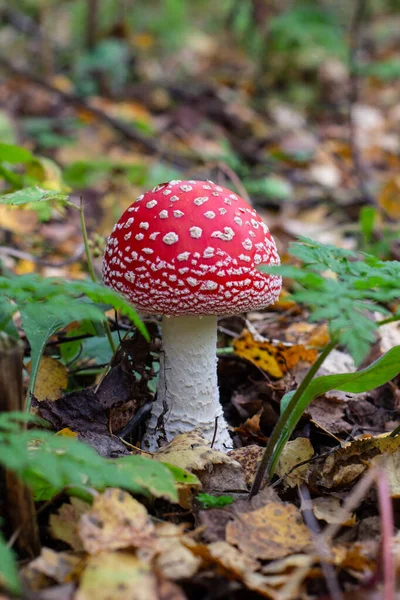 秋天的蘑菇在秋天的森林里飞舞.苍蝇不可知论蘑菇的闭锁。Amanita muscaria — 图库照片