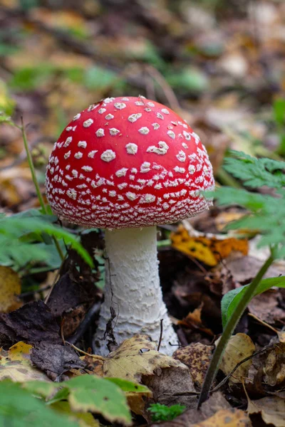 Herfst paddenstoelen vliegen agarisch in het herfstbos. Close-up van vliegen agaric champignons. Amanita muscaria — Stockfoto