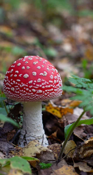 Herfst paddenstoelen vliegen agarisch in het herfstbos. Close-up van vliegen agaric champignons. Amanita muscaria — Stockfoto