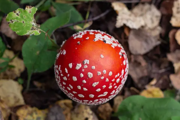 秋天的蘑菇在秋天的森林里飞舞.苍蝇不可知论蘑菇的闭锁。Amanita muscaria — 图库照片