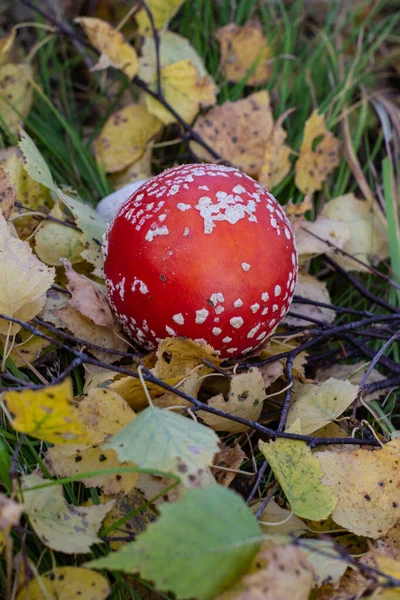 가을 버섯은 가을 숲에서 야성적 인 모습을 연출 합니다. 파리의 광견병 버섯을 클로즈업 한 거죠. Amanita muscaria — 스톡 사진