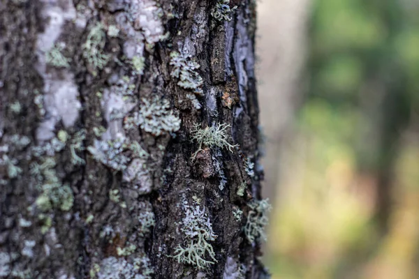 木の上のモスキノコ狩りだ森の中の散歩. — ストック写真
