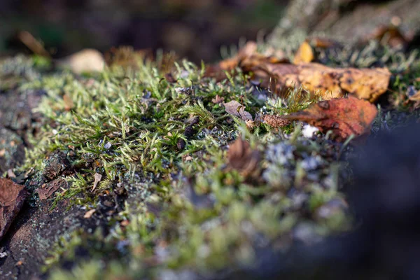 Moss na stromě. Houbový sběr. Procházka lesem.. — Stock fotografie