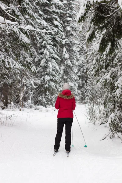 Woman cross country skier in forest on a sunny day — 图库照片