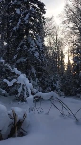 雪の冬の木 冬の時間帯には雪の森 太陽は冬の森に輝きます 森の中で日光 冬の背景 — ストック動画