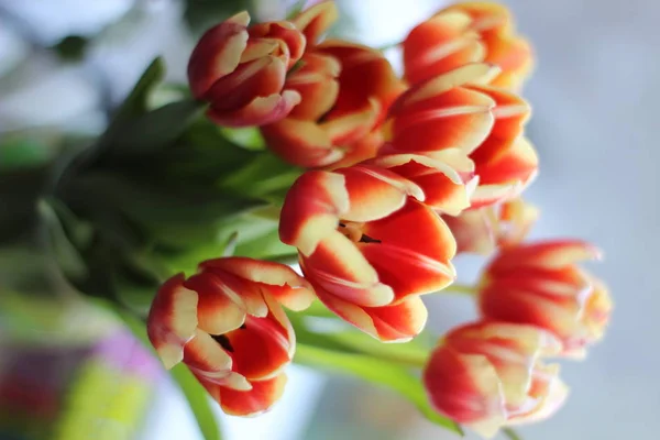 Belles tulipes dans un vase au printemps . — Photo