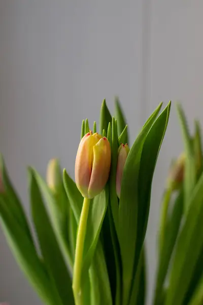 Belles tulipes dans un vase au printemps . — Photo