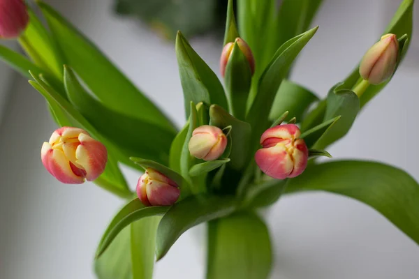 Piękne tulipany w wazonie wiosną. — Zdjęcie stockowe