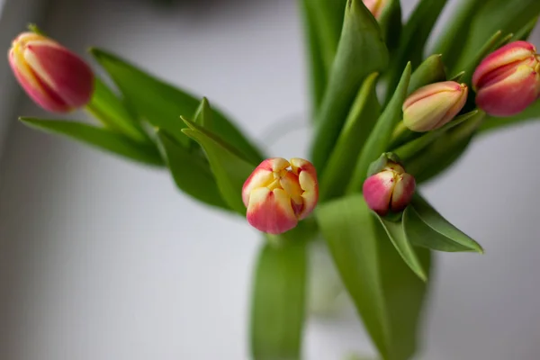 Beautiful tulips in a vase in the spring. — Stock Photo, Image