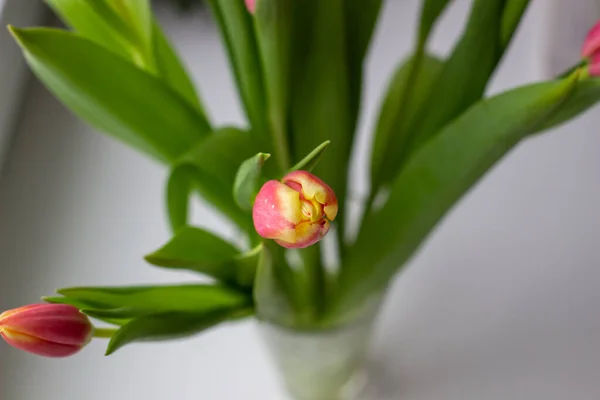 Piękne tulipany w wazonie wiosną. — Zdjęcie stockowe