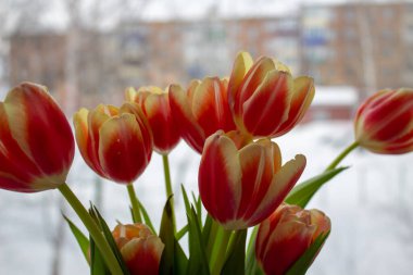 Tulip Bud close-up. Flowers. Romance, love, spring.