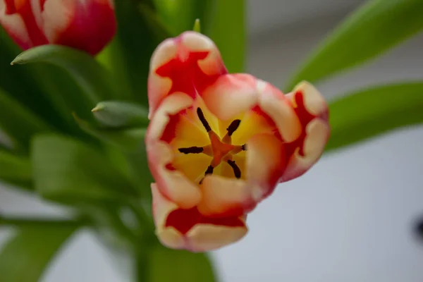 Tulpenknospe aus nächster Nähe. Blumen. Romantik, Liebe, Frühling. — Stockfoto