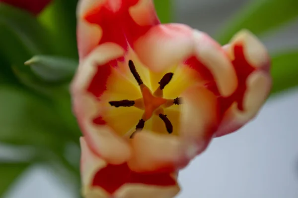 Gros plan de Tulip Bud. Des fleurs. Romance, amour, printemps . — Photo