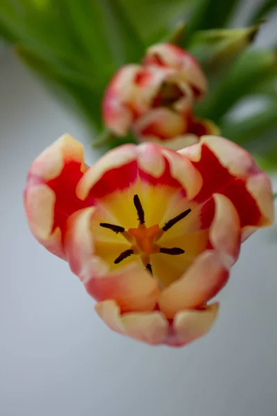 Tulip Bud close-up. Flowers. Romance, love, spring. — Stok fotoğraf