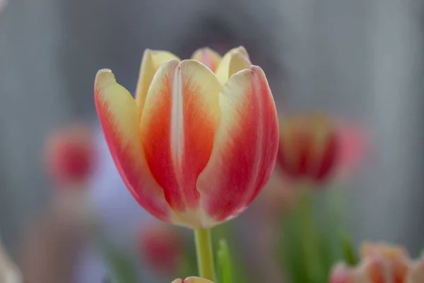 Tulip Bud zbliżenie. Kwiaty. Romans, miłość, wiosna. — Zdjęcie stockowe