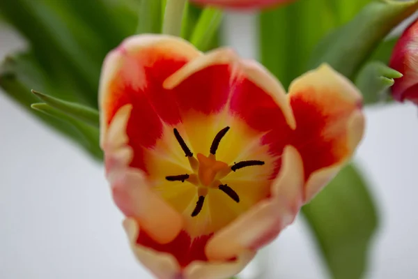 Tulip Bud zbliżenie. Kwiaty. Romans, miłość, wiosna. — Zdjęcie stockowe