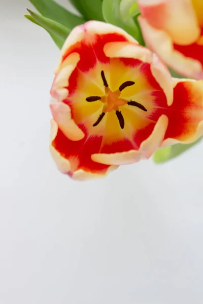 Tulip Bud zbliżenie. Kwiaty. Romans, miłość, wiosna. — Zdjęcie stockowe