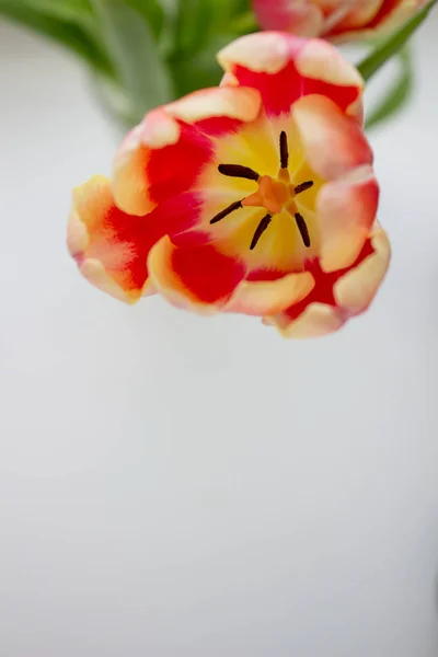 Gros plan de Tulip Bud. Des fleurs. Romance, amour, printemps . — Photo