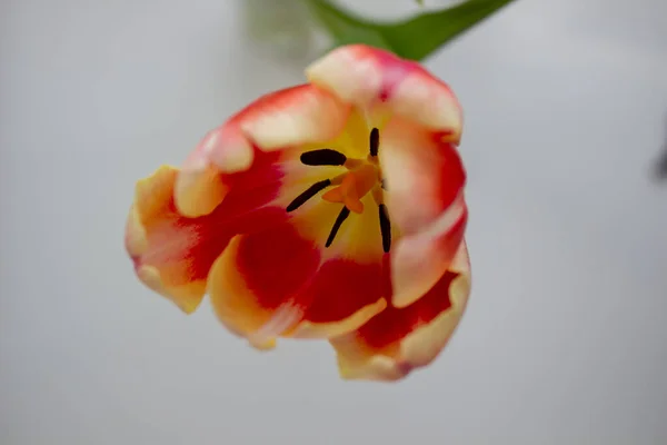 Gros plan de Tulip Bud. Des fleurs. Romance, amour, printemps . — Photo