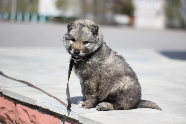 Cinza Filhote Cachorro Uma Coleira Sentada Parque — Fotografia de Stock