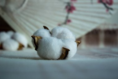 Düz, açık mavi arkaplan ve suni pamuk dalı. Tebrik kartı ve tasarım öğesi olabilir. Üst görünüm, alanı kopyala.