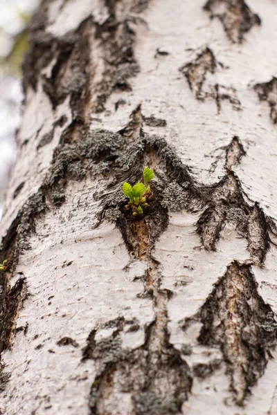 Bir huş ağacının gövdesinde küçük yeşil bir yaprak filizi ortaya çıktı. Beyaz ağaç gövdesi ve yeşil bir filiz..