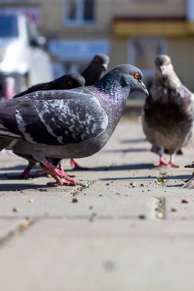 鸽子在砖路上吃东西.鸽子成了焦点 — 图库照片