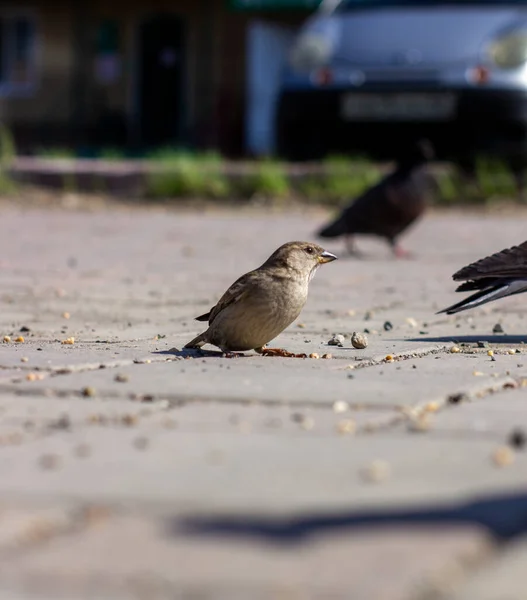两只麻雀在砖路上吃东西.集中注意力的麻雀. — 图库照片