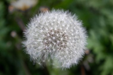 Yeşil arka planda beyaz karahindibalar.