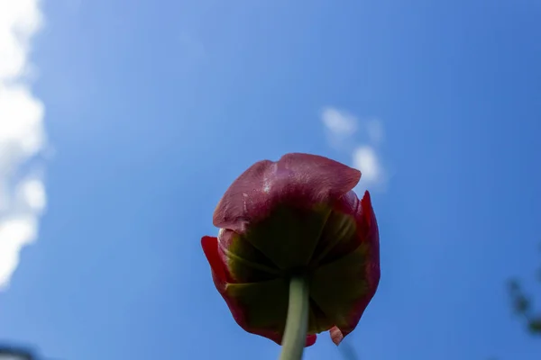 Tulipe Rouge Avec Bords Jaunes Contre Ciel Bleu — Photo