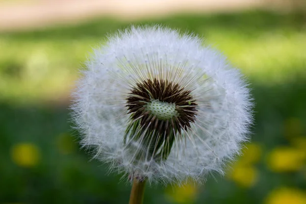 White Dandelions Close Green Background — Stock Photo, Image