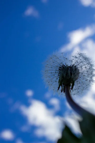 White Dandelions Blue Sky Background Close — Stock Photo, Image