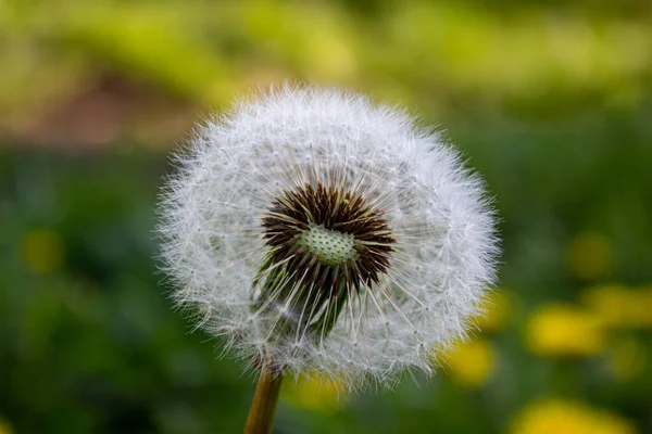 White Dandelions Close Green Background — Stock Photo, Image