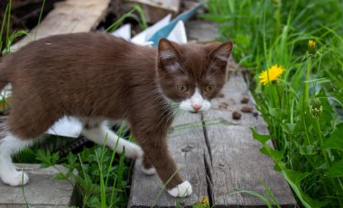 Açık havada, bir kütüğün üzerinde oturan kahverengi kedi yavrusu.