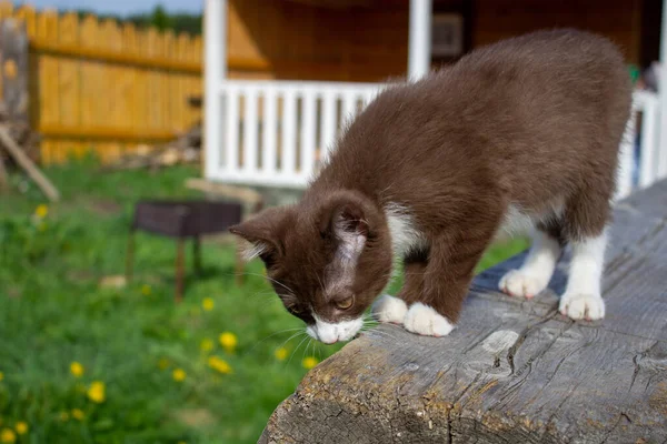 Gatito Marrón Sentado Tronco Naturaleza Tiempo Claro — Foto de Stock