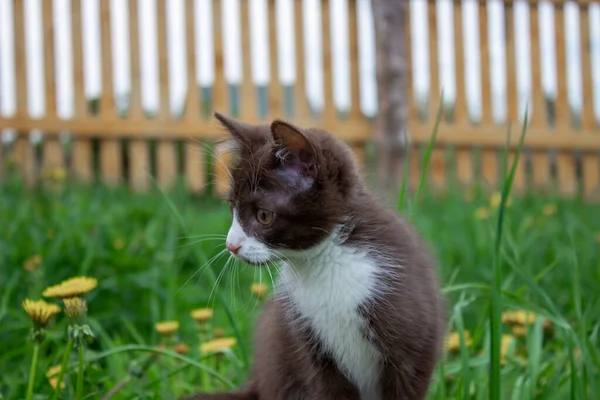 Gatito Marrón Sentado Tronco Naturaleza Tiempo Claro — Foto de Stock