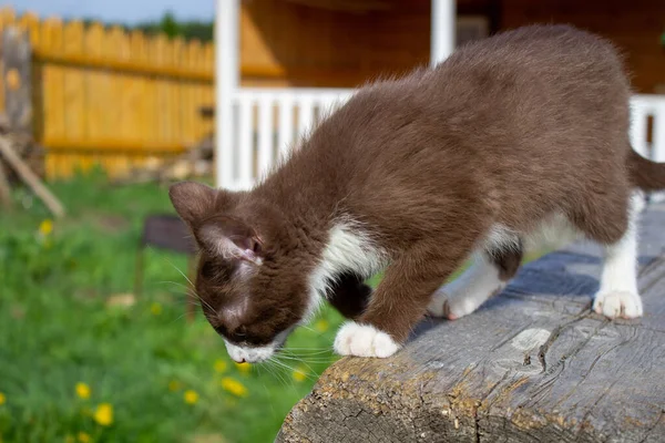 Gatito Marrón Sentado Tronco Naturaleza Tiempo Claro — Foto de Stock