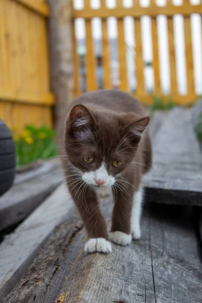 Gatito Marrón Sentado Tronco Naturaleza Tiempo Claro — Foto de Stock