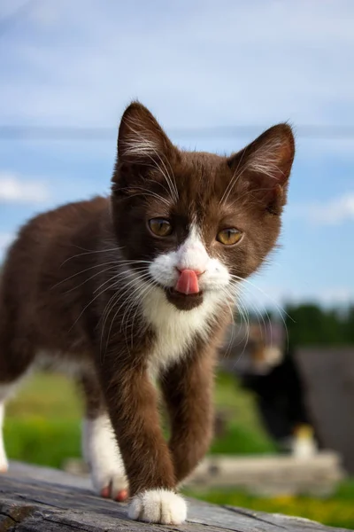 Gatito Marrón Sentado Tronco Naturaleza Tiempo Claro —  Fotos de Stock