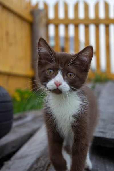 Gatito Marrón Sentado Tronco Naturaleza Tiempo Claro —  Fotos de Stock