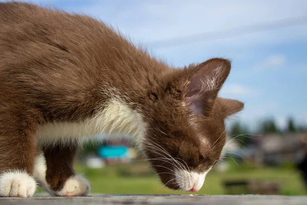 Gatito Marrón Sentado Tronco Naturaleza Tiempo Claro — Foto de Stock