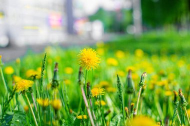 Yeşil çimenlikteki sarı karahindiba. Bir sürü karahindiba. Parlak fotoğraf