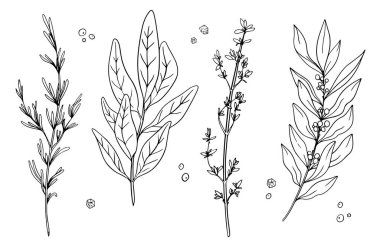 Şifalı bitkilerle dolu. Biberiye, adaçayı, kekik, koyun vs..