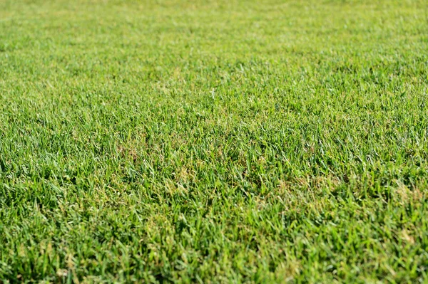 Textur des grünen Grases oder Hintergrund — Stockfoto