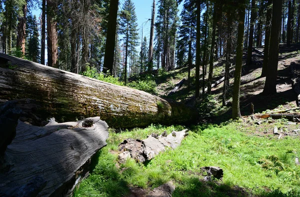 Dev ağaçlar Sequoia National Park, Kaliforniya, ABD