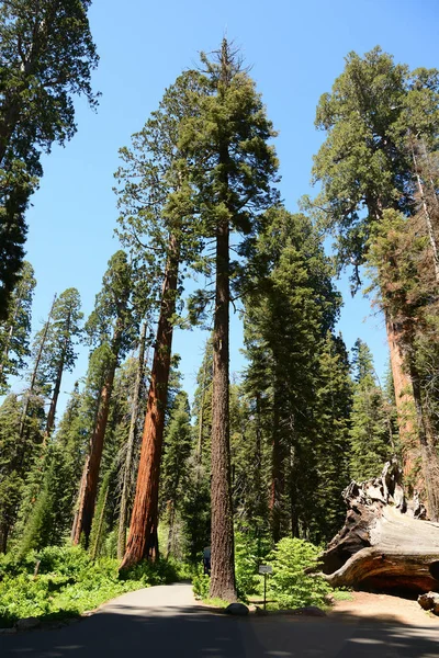 Giant trees in Sequoia National Park, California, USA